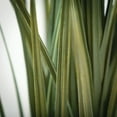 thumbnail image 2 of Sullivans Artificial Potted Grass 33"H Green, 2 of 4
