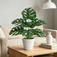 thumbnail image 5 of Decoración artificial de plantas artificiales de interior Monstera Deliciosa Bonsai - Árbol de vegetación sintética realista, ramas ajustables, adorno de escritorio de bajo mantenimiento, 5 of 6