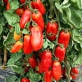thumbnail image 6 of RedCrocus San Marzano Heirloom Tomato- Ideal for Sauces & Salads, Full Sun, Container & Garden, Attracts Pollinators, Supports Indoor & Outdoor Growing 4" Pot (Pack of 5), 6 of 20
