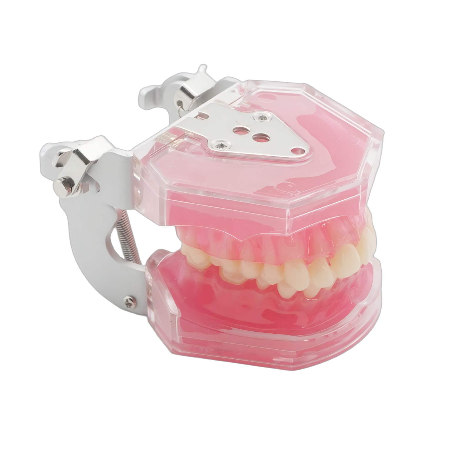 Dental Demonstration Tooth Extraction Model Standard Study Teaching All Removable Teeth