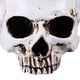 thumbnail image 2 of Maceta Flores para Suculentas Modelo Calavera Resina Halloween Terror, 2 of 9