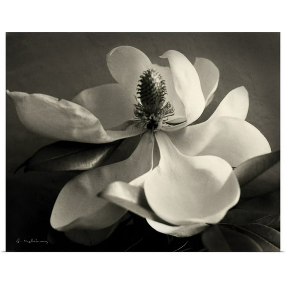 Great BIG Canvas | "Magnolia Bloom" Art Print - 20x16