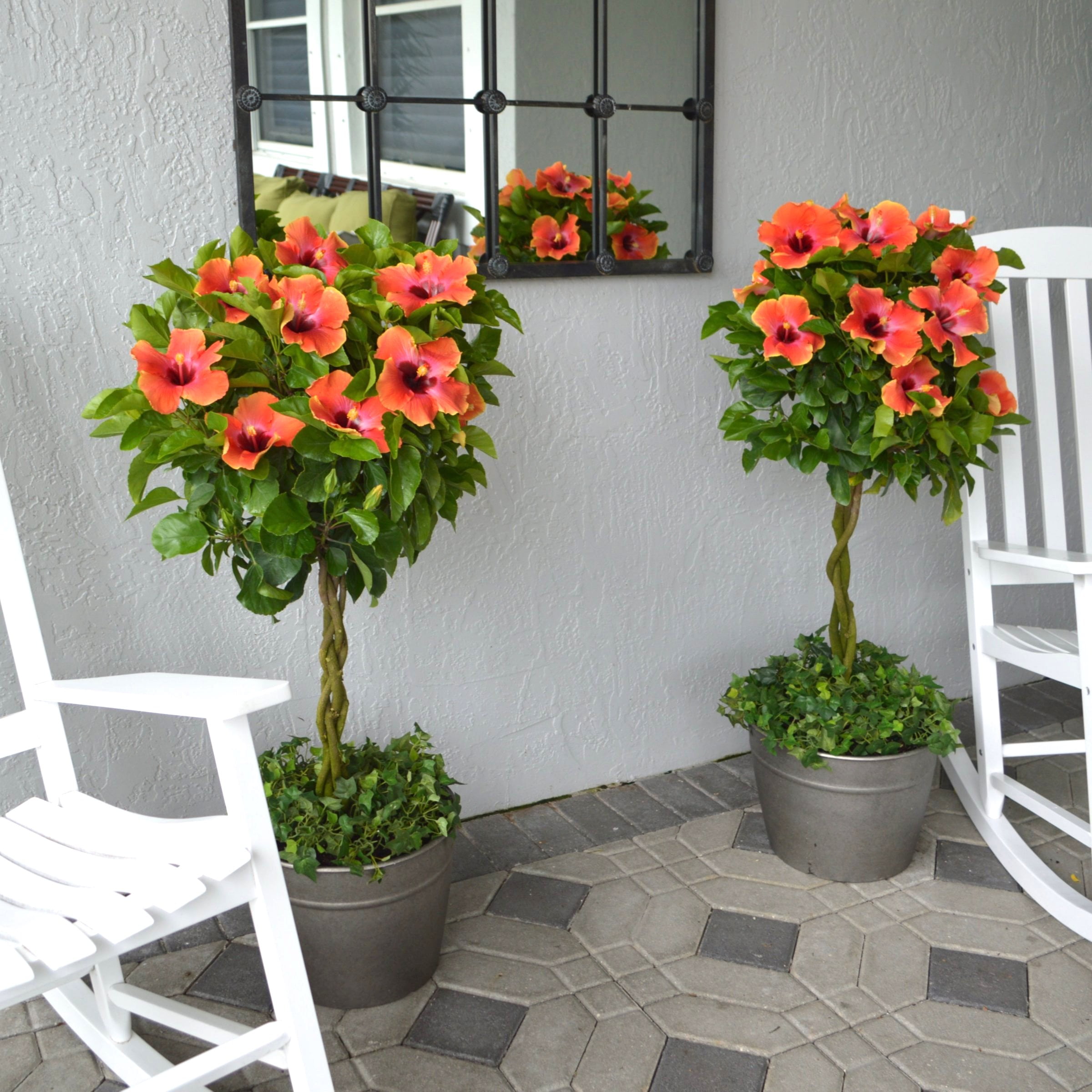 2 gal. Hibiscus Fiesta Braided Live Annual Tree with Multicolor Flowers