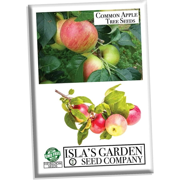 Common Apple Tree Seeds - 15+ Non-GMO Seeds, Malus pumila, (Isla's Garden Seeds), 70-90% Germination, Ideal for Home Gardens & Gifts