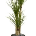 thumbnail image 3 of Nearly Natural 63" Yucca Artificial Tree in Black Planter, Green, 3 of 4