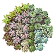 Shop Succulents Rosette Succulent (Collection of 140)