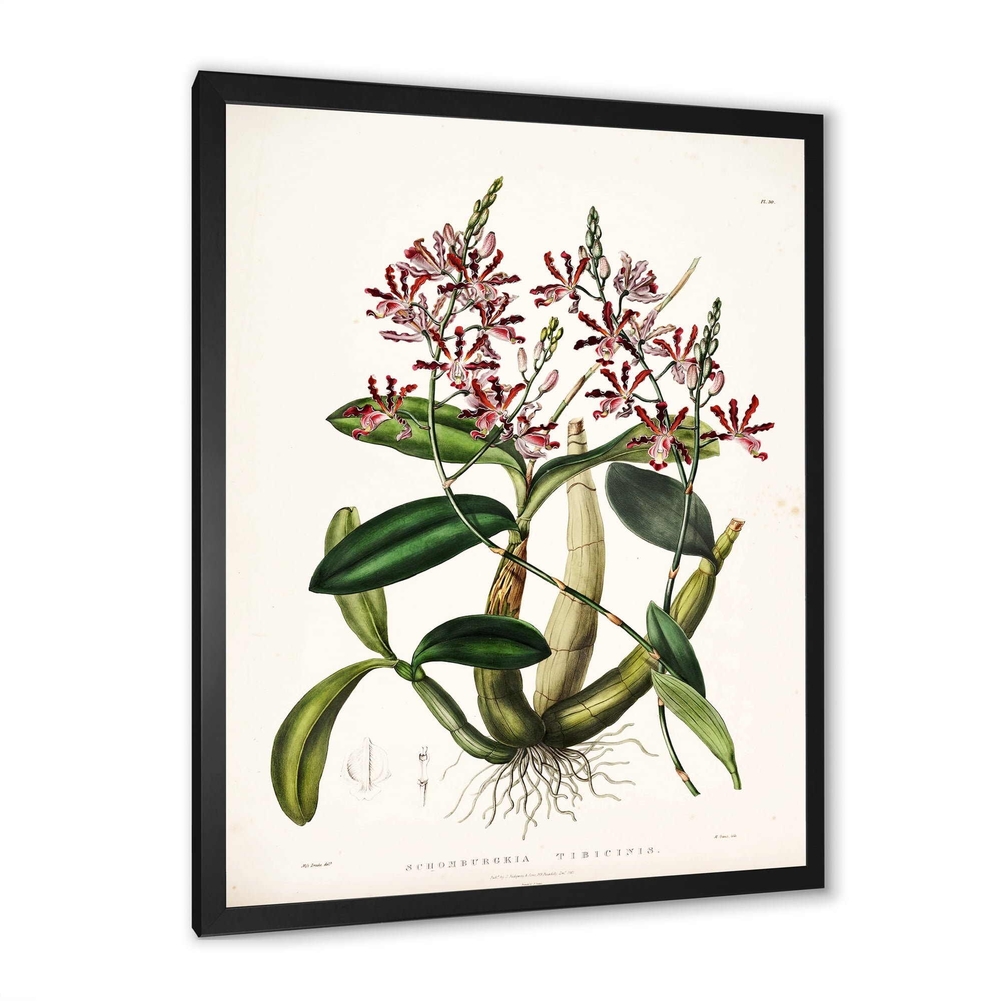 Designart 'Ancient Plant Life VII' Traditional Framed Art Print
