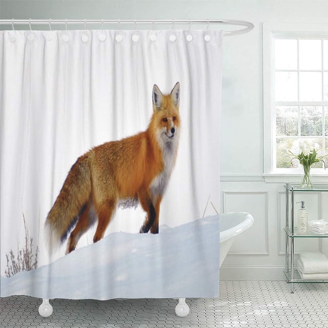 ABPHQTO Mamíferos Red Fox in Snow Swift Cunning Yellowstone National Cortina de ducha 150x180 cm