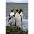thumbnail image 2 of National Geographic Penguins Poster Decal, 2 of 2