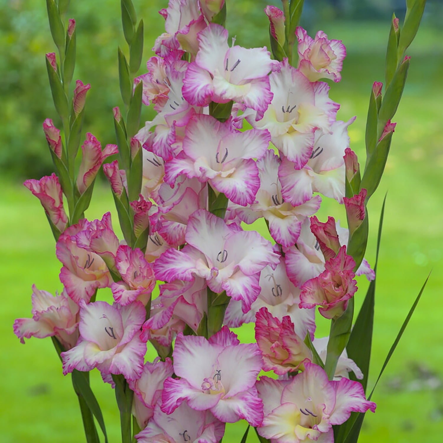 Van Zyverden Gladiolus Large Flowering Priscilla Set of 12 Bulbs Multicolor Partial Sun Perennial Flowers For Cutting 1 lb