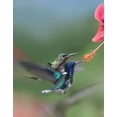 thumbnail image 2 of Fitzharris, Tim 12x14 Gold Ornate Wood Framed with Double Matting Museum Art Print Titled - White Necked Jacobin Hummingbirds at Hibiscus, 2 of 4