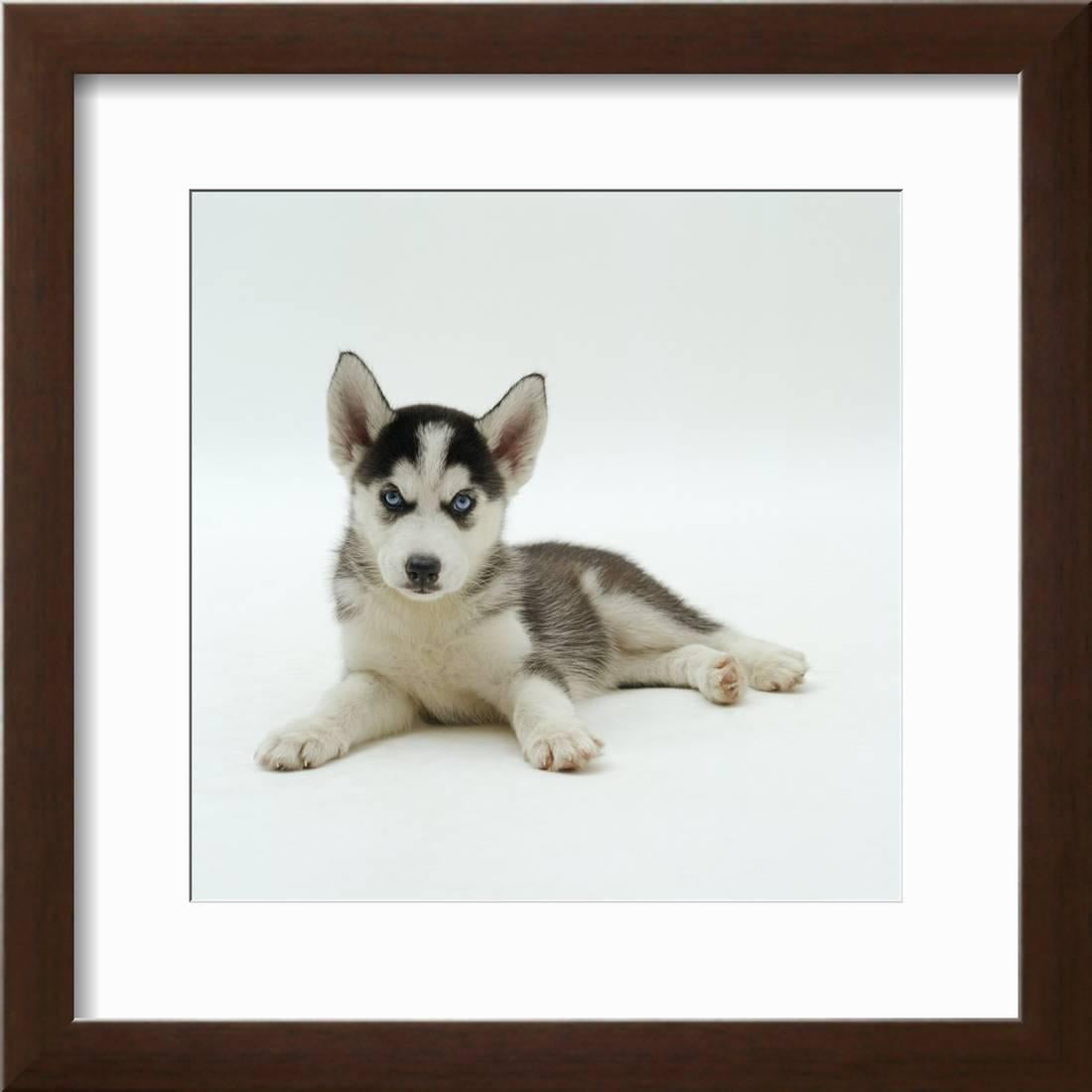 Siberian Husky Picture Frame Animal Theme Gifts