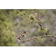 thumbnail image 2 of Kaveney, Wendy 24x17 White Modern Wood Framed Museum Art Print Titled - AZ, Santa Rita Mts Black-headed grosbeaks, 2 of 4