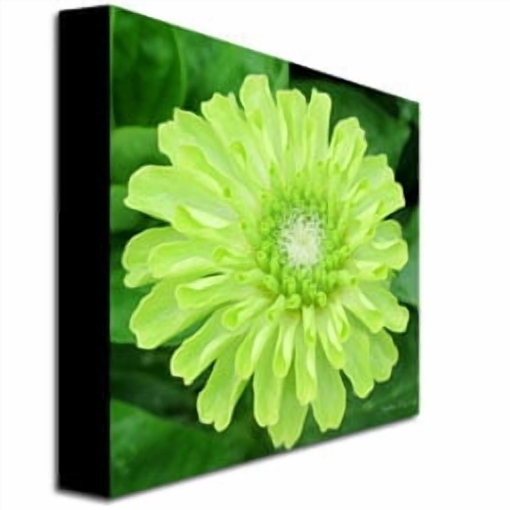 Trademark Art "Green Envy Zinnia II" Canvas Art by Kathie McCurdy