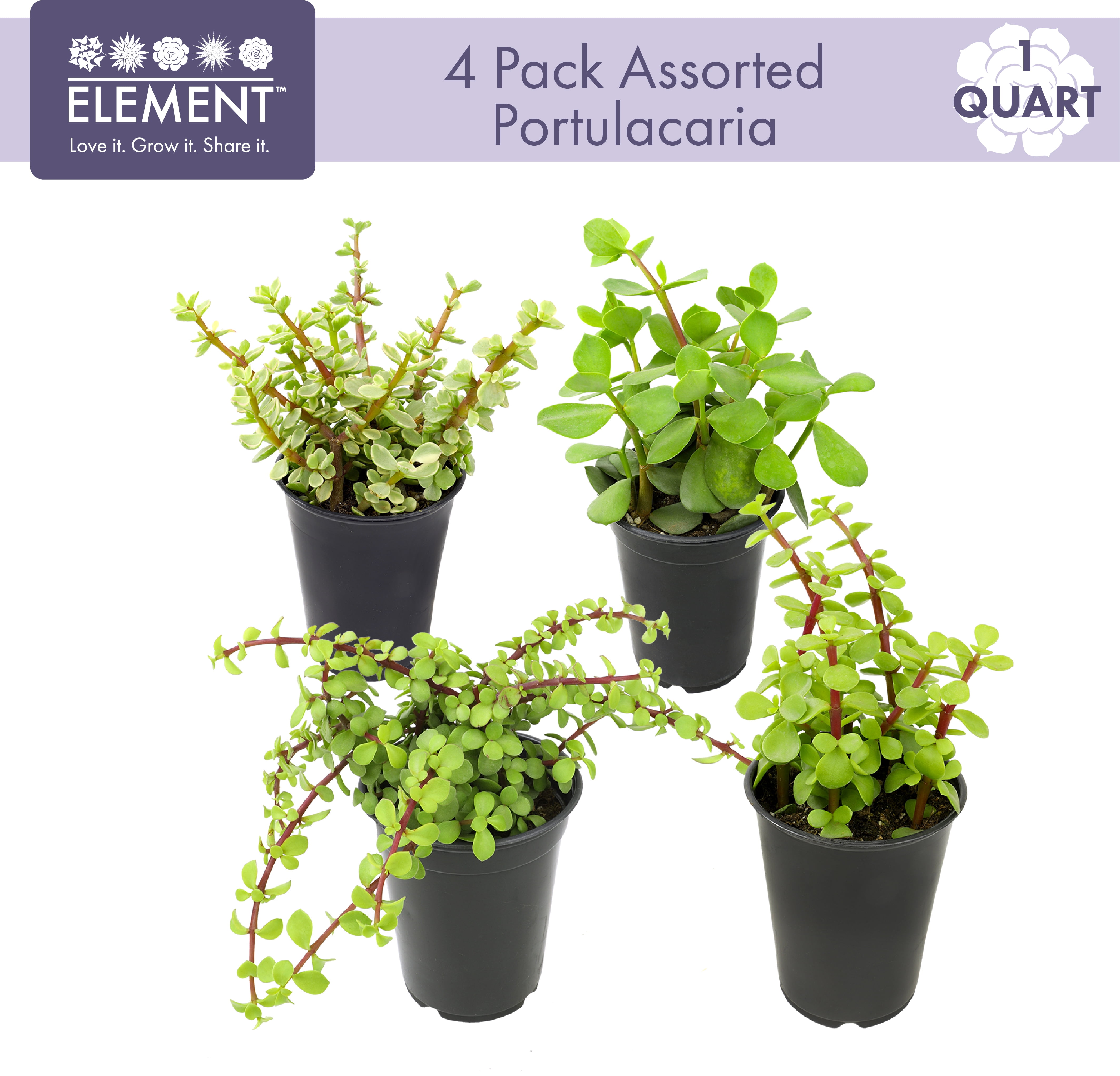 Element by Altman Plants Elephant Bush Succulents 4-Pack - Portulacaria - Full Sun - 1-Quart Pots