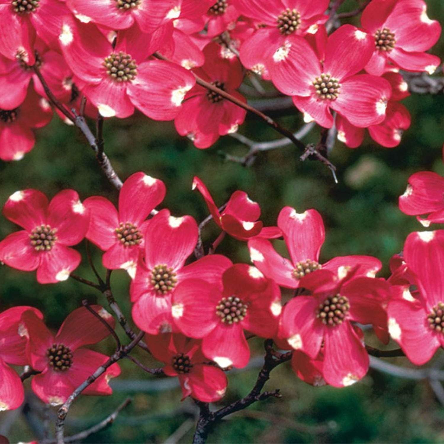 Expert Gardener 4-5' Dogwood Cherokee Brave in 1 gal. Grower Pot