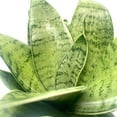 thumbnail image 3 of Variegated Snake Plant, 4 inch, Rosette Shaped lengua de vaca, Sansevieria Dracaena trifasciata, 3 of 5