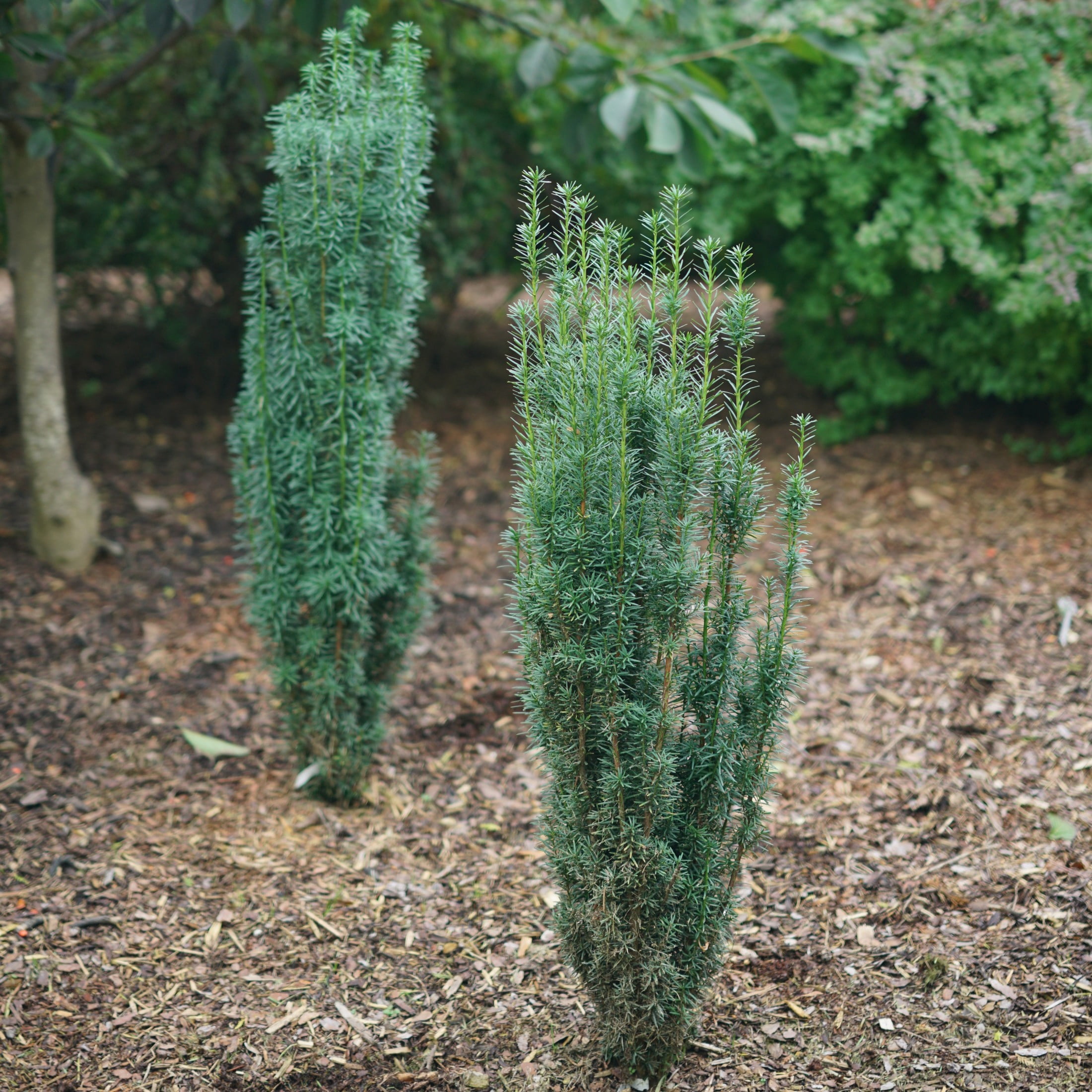 Proven Winners ColorChoice 5" Stonehenge Skinny Yew Live Plant in 4.5" Pot (4 Count)