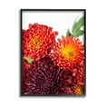 thumbnail image 2 of Stupell Industries Summer Dahlia Flower Trio Red Purple Floral Photography Gray Framed Art Print Wall Art, 11x14, by Nick Saez, 2 of 5