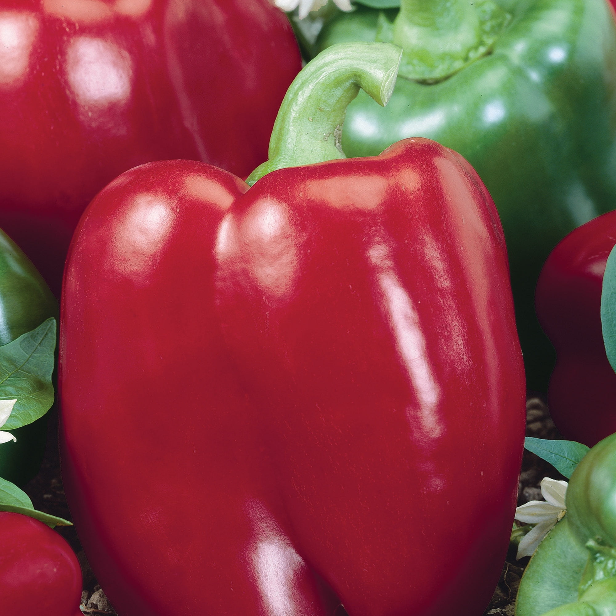 Burpee Big Red Sweet Pepper Vegetable Seed, 1-Pack