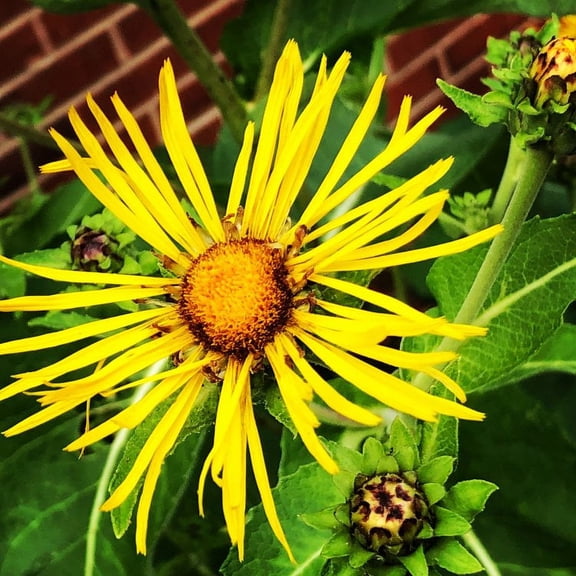 Elecampane Plant, (Inula Helenium) 2.5 inch pot