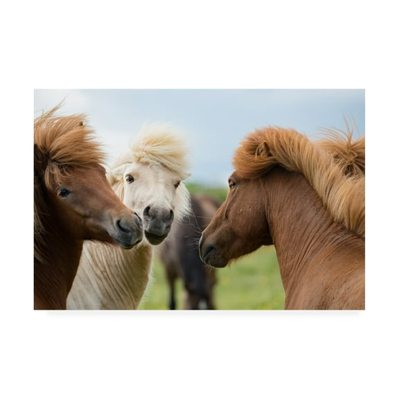 Trademark Fine Art 'Horses in Iceland' Canvas Art by David Ayash