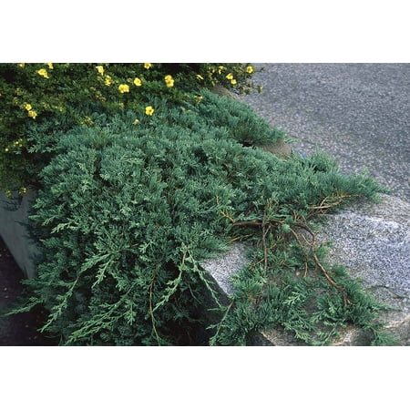 Blue Rug Juniper 4 Pot Juniperus Horizontalis Wiltonii Outdoors Or Bonsai