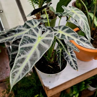 Spathiphyllum Peace Lily Live Indoor Floor Plant in 8 inch pot- Get similar  - Walmart.com
