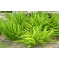 thumbnail image 5 of Expert Gardener 16" Tall Foxtail Fern Plant 2.5 Quart Pot, 5 of 5