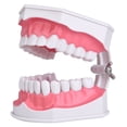 thumbnail image 2 of Modelo de cepillado de dientes, modelo de dientes para enseñanza dental, modelo de dientes bucales, modelo de dientes para enseñanza dental, rendimiento de alta gama, 2 of 8