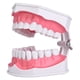 thumbnail image 1 of Modelo de dientes de enseñanza dental modelo de cepillado de dientes modelo de dientes de enseñanza dental con cepillo de dientes educación para niños modelo de cepillado de ANGGREK Otros, 1 of 8