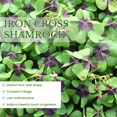 thumbnail image 4 of Shamrock Live Plant, 5 -7 Inches Height, Iron Cross Shamrock Plant for Indoor Outdoor Planting, 4 of 5