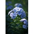 thumbnail image 4 of 250 Dwarf BEAUTY BLUE PHLOX Drummondii Nana Compacta Fragrant Violet Blue Flower Seeds, 4 of 4