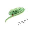 thumbnail image 2 of unbranded 1Set Realistic Toy Snake Curled Design Plush Toy for Door Decoration and Trickery Fun, 2 of 8