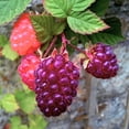 thumbnail image 3 of 4 Glencoe Thornless Raspberry Live Plants, Berry Bush Plant, 4-6 Inch Tall, 3 of 6