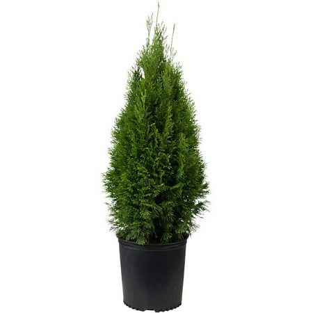 Emerald Green Arborvitae | Evergreen Shrub/Tree - Live Landscaping (Best Time To Plant Shrubs In Colorado)