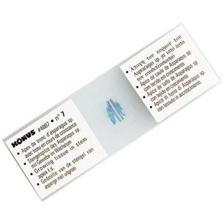 Microscope Slide