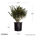 thumbnail image 2 of Expert Gardener Compacta Japanese Holly (2.5 Gallon) Compact Evergreen Shrub - Full Sun Live Outdoor Plant, 2 of 5