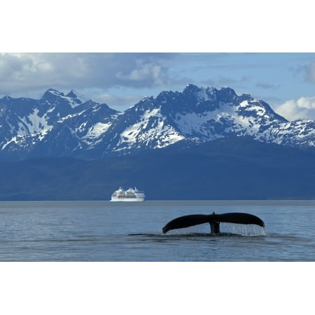 Composite Humpback Whale Fluking In Lynn Canal With A Cruise Ship In The Distance Inside Passage Southeast Alaska Summer Stretched Canvas - John Hyde  Design Pics (18 x