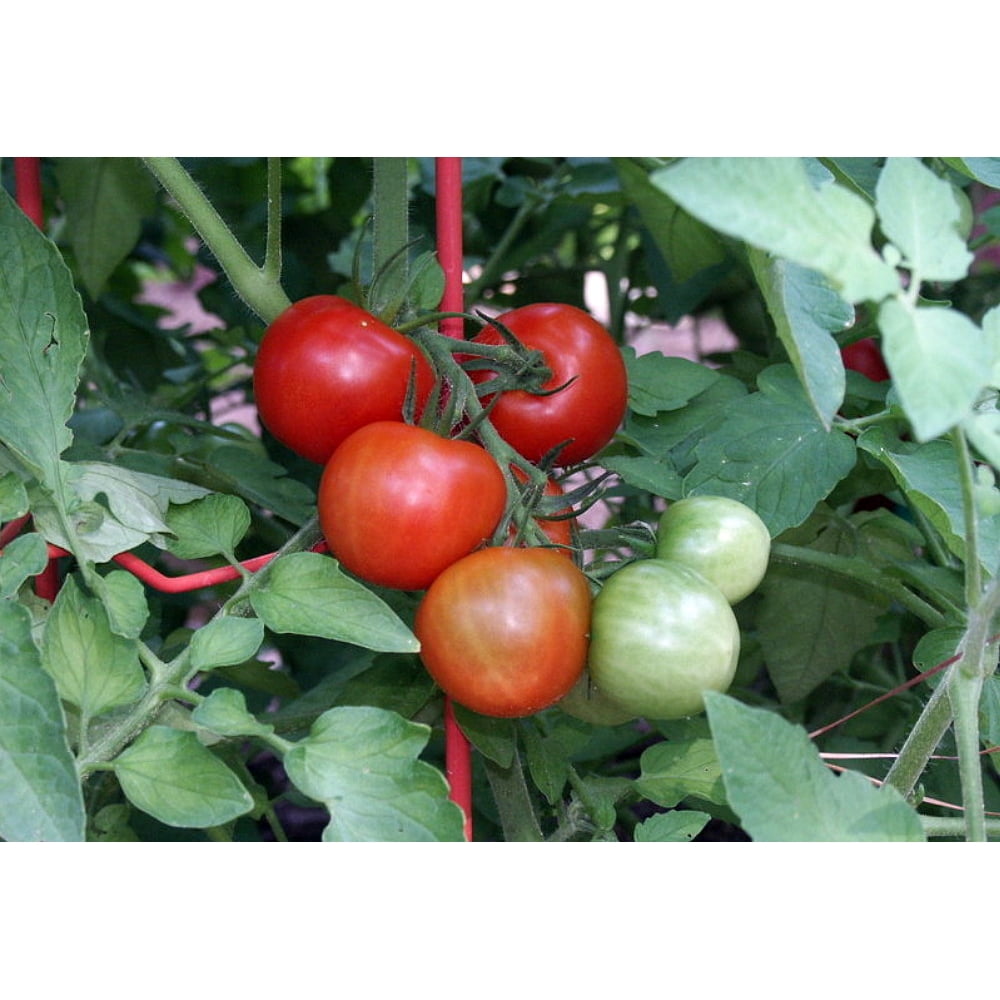 Fourth of July Tomato Plant Ripens in 44 days! 2.5