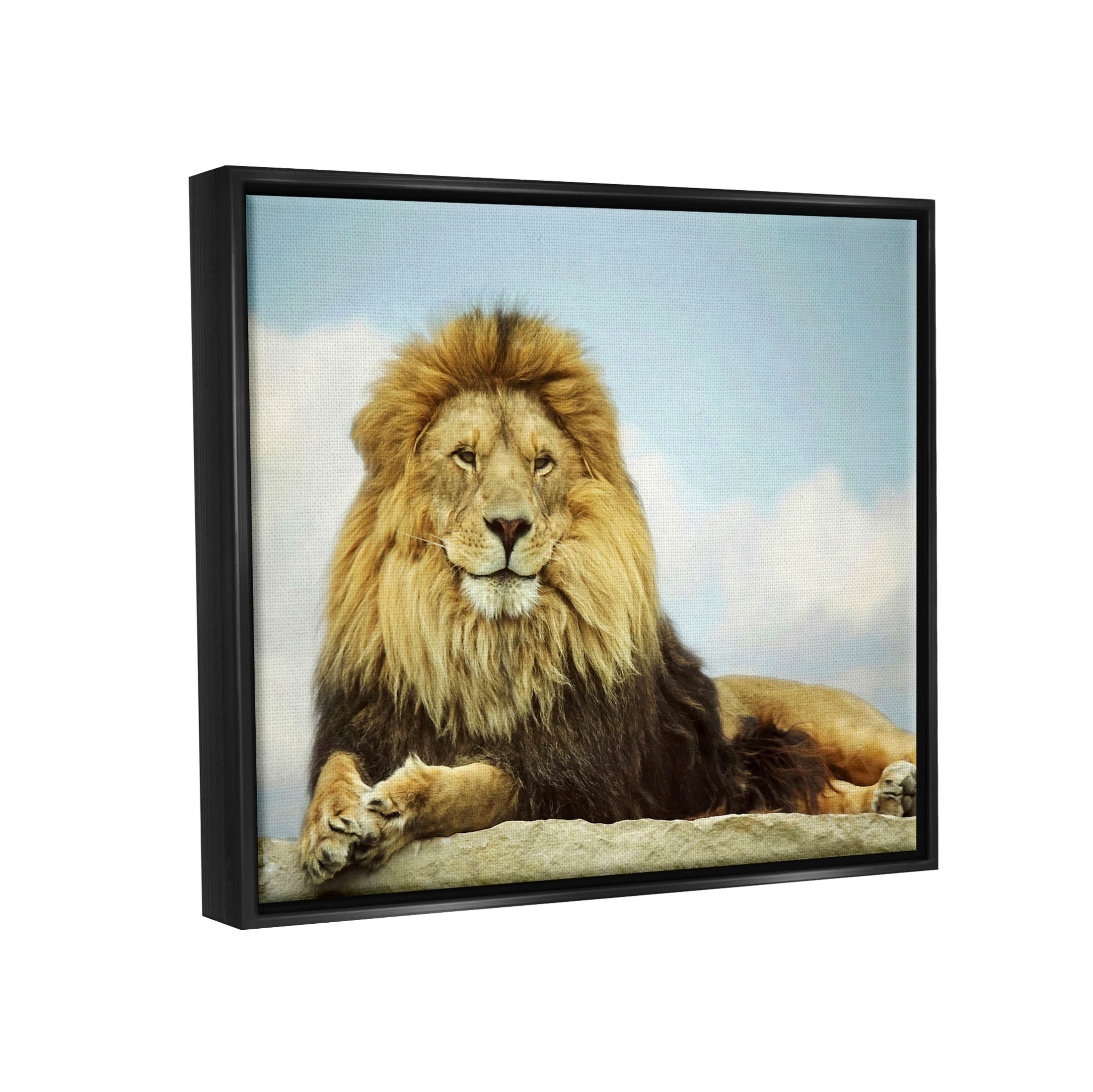 Stupell Industries Savanna Lion Photography Portrait Photograph Jet Black Floating Framed Canvas Print Wall Art, Design by Carrie Ann Grippo-Pike