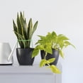 thumbnail image 5 of 10 Sets Plant Support Cage Single Layer Flowers Leaf Ring Rack with Fixing Rods, 5 of 6
