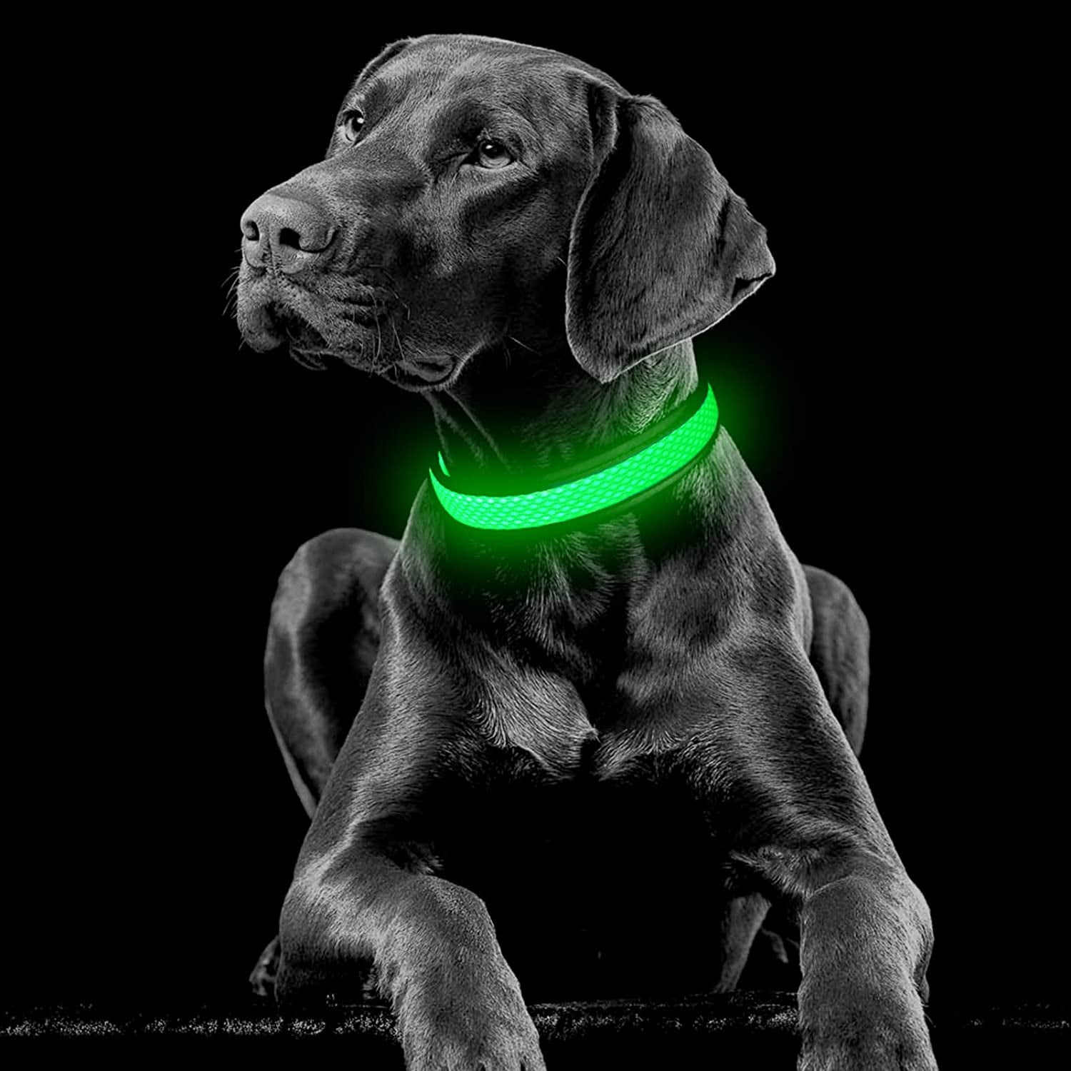 Led lighted dog collars online