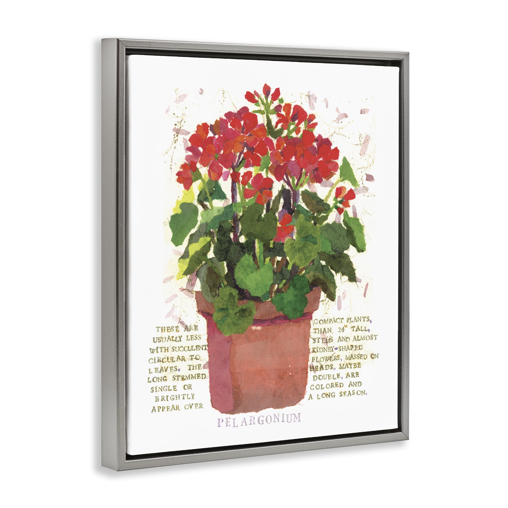 Stupell Industries Red Potted Geranium Botanical & Floral Painting Gray Floater Framed Canvas Art Print Wall Art, 25 x 31
