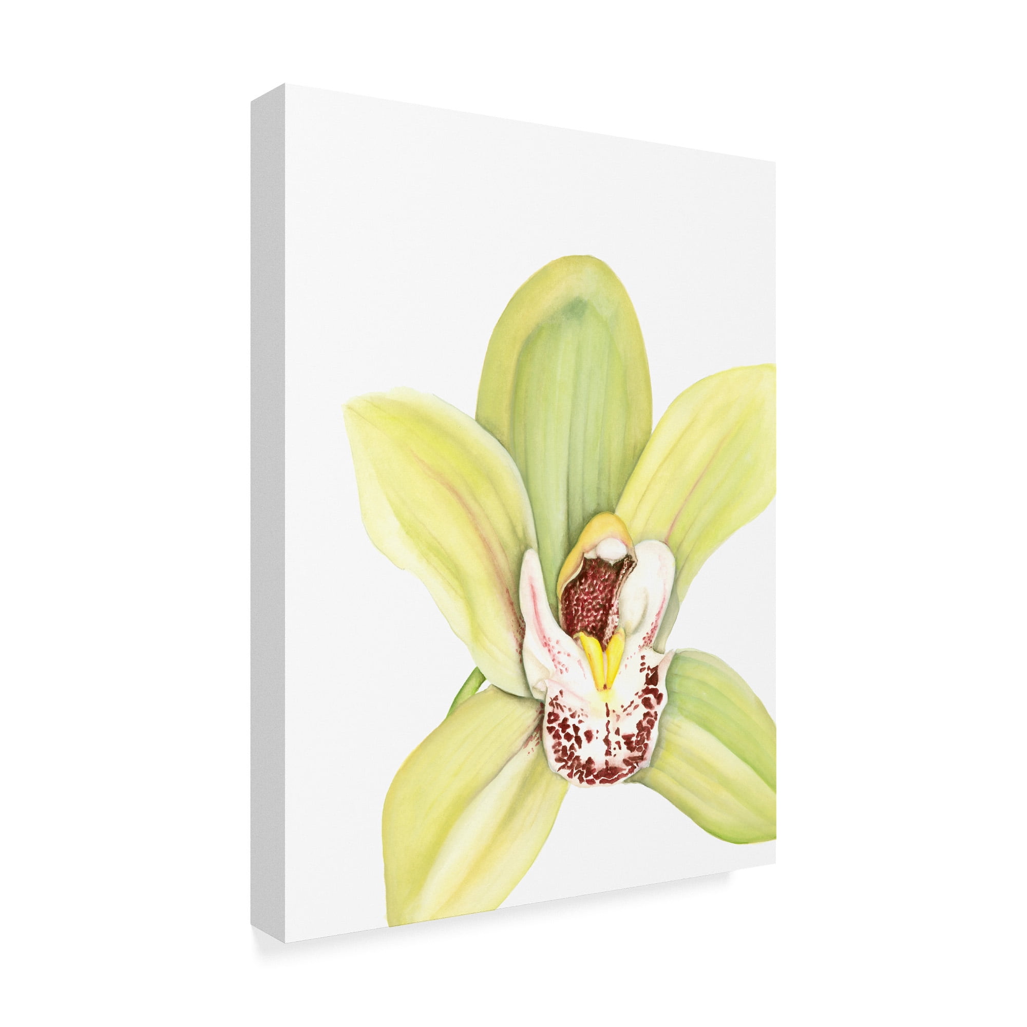 Trademark Fine Art 'Small Orchid Beauty II' Canvas Art by Jennifer Goldberger
