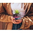 thumbnail image 3 of Harry Potter Book Stack 3-Inch Ceramic Planter With Artificial Succulent, 3 of 7
