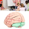 thumbnail image 4 of Oubit Modèle d'Anatomie du Cerveau Humain, Modèle d'Anatomie du Cerveau Humain pour Enfants, Modèle de Neurosciences Design Épuré, 4 of 9