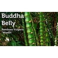 thumbnail image 4 of Dwarf Buddha Belly Bamboo  3 Live Plants  Bambusa Vulgaris Wamin  Rare Unique Beautiful Specimen  Non-Invasive Clumping Bamboo, 4 of 9