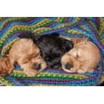 thumbnail image 2 of Jaynes Gallery 32x23 Black Ornate Wood Framed with Double Matting Museum Art Print Titled - Cocker spaniel puppies sleeping in blanket, 2 of 4