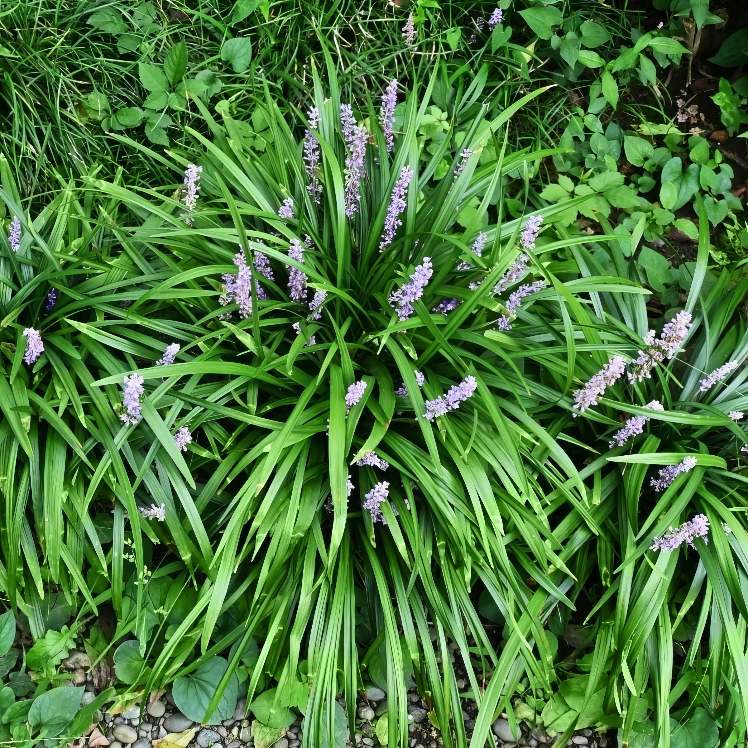 National Plant Network 1 gal. Liriope Big Blue Grass
